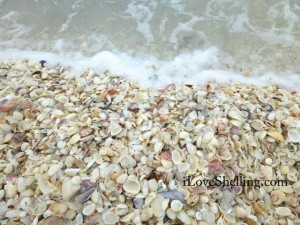 shells and water iLS