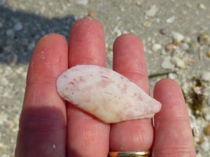 speckled tellin cayo costa florida speckled tellin cayo costa florida