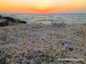 sunset horizon captiva island florida seashells sunset horizon captiva island florida seashells
