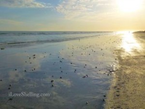 tarpon beach low tide sunset tarpon beach low tide sunset