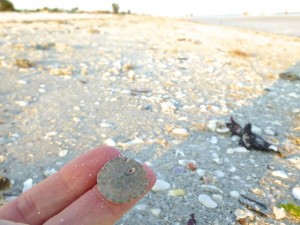 tiny sand dollar sanibel beach florida tiny sand dollar sanibel beach florida