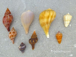 tulip pear fig conch cone