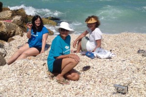 captiva shell shellabaloo captiva shell shellabaloo