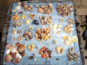 mcbride shells gulfside city park sanibel mcbride shells gulfside city park sanibel