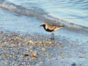 Black-bellied Plover Sanibel Florida Black-bellied Plover Sanibel Florida