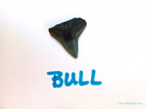 Bull Shark fossil tooth identification