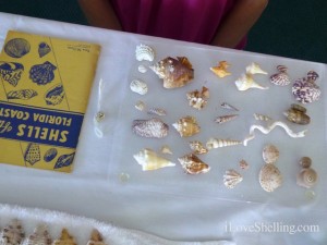 Murfy seashell display shellabaloo 2 Murfy seashell display shellabaloo 2