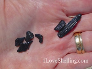 fossil shark teeth sting ray barb fossil shark teeth sting ray barb