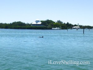 dolphin useppa island dolphin useppa island
