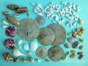 sand dollars and seashells sanibel sand dollars and seashells sanibel
