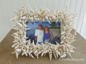 worm shell frame sanibel worm shell frame sanibel