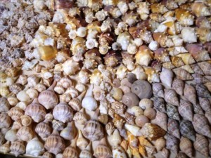Sanibel Seashells Wendy Gerry Sanibel Seashells Wendy Gerry