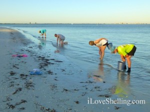 Shellabaloo finding wentletraps sanibel Shellabaloo finding wentletraps sanibel