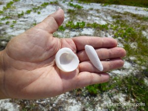 babys ear shell angel wing cayo
