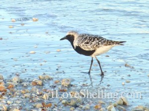 black-bellied plover sw florida black-bellied plover sw florida