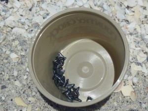 bucket fossil sharks teeth bucket fossil sharks teeth