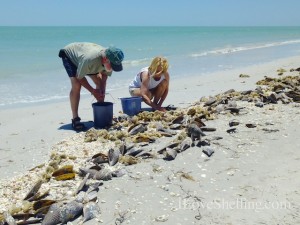 collecting shells sanibel florida shellabaloo collecting shells sanibel florida shellabaloo