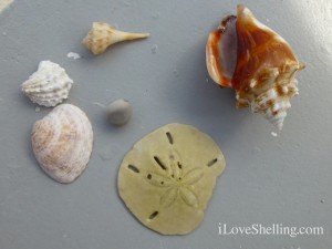 conch shells sea bean beach
