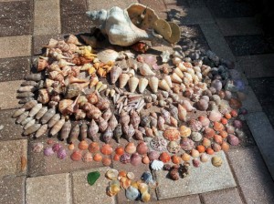 donnie shellinator shells sanibel bp donnie shellinator shells sanibel bp