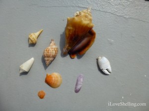 favorite seashells pam greg
