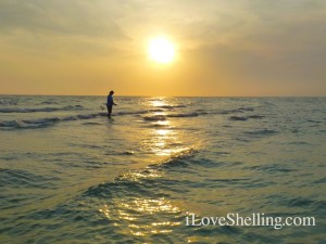 finding seashells in surf sanibel finding seashells in surf sanibel
