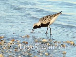 florida Black bellied plover eating florida Black bellied plover eating