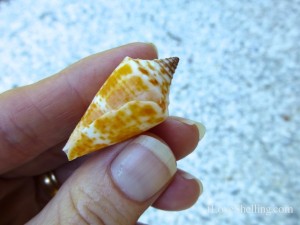 florida cone color florida cone color