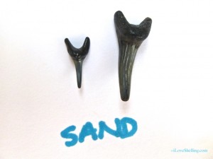 fossil SAND shark teeth