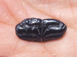 fossil puffer fish mouth plate fossil puffer fish mouth plate