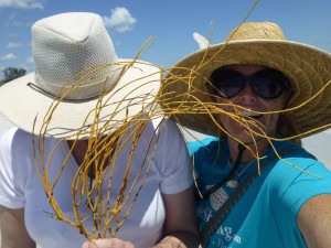 gina pam yellow sea whip gina pam yellow sea whip