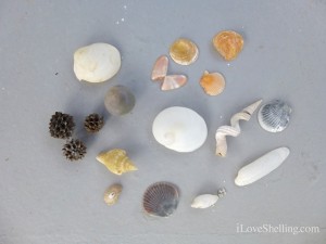 island seashells and beach bling