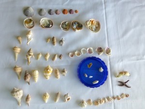 kendra seashells shellabaloo kendra seashells shellabaloo