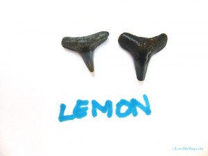 lemon shark fossil tooth