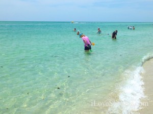 looking for seashells cayo costa
