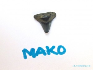 mako shark fossil tooth