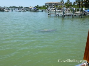 manatee captiva cruise shelling