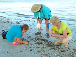 miniature seashell collecting shellabaloo miniature seashell collecting shellabaloo