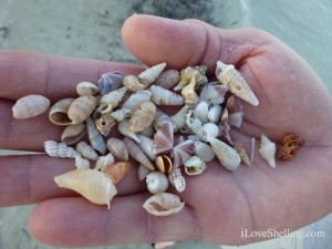 miniature seashell collection shellabaloo miniature seashell collection shellabaloo