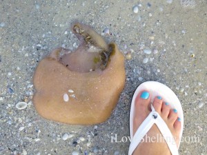 sea pork sanibel aqua toes sea pork sanibel aqua toes