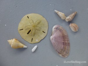 seashell favorites
