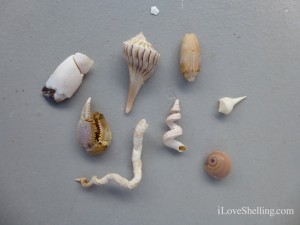seashells beach bling captiva