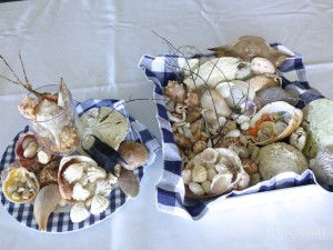 seashells display shellabaloo 2 sharpen tom seashells display shellabaloo 2 sharpen tom