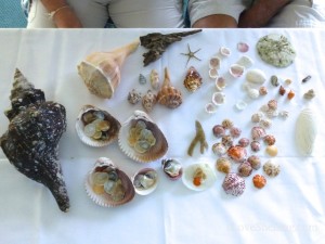 seashells found sw florida shellabaloo 2 seashells found sw florida shellabaloo 2