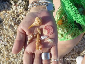 seashells wentletrap wormies seashells wentletrap wormies