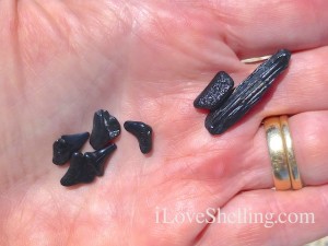 sharks teeth fossils