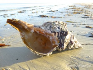 shell find Sanibel shellabaloo shell find Sanibel shellabaloo