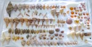 shellabaloo 2 seashells sanibel shellabaloo 2 seashells sanibel