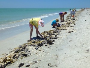 shelling sanibel shellabaloo shelling sanibel shellabaloo