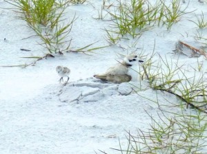 snowy plover mom baby snowy plover mom baby