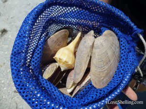 sunray venus whelk shells cayo shellabaloo sunray venus whelk shells cayo shellabaloo